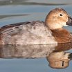 Canvasback